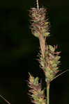 Buxbaum's sedge